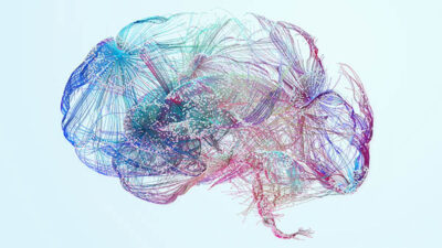 human brain